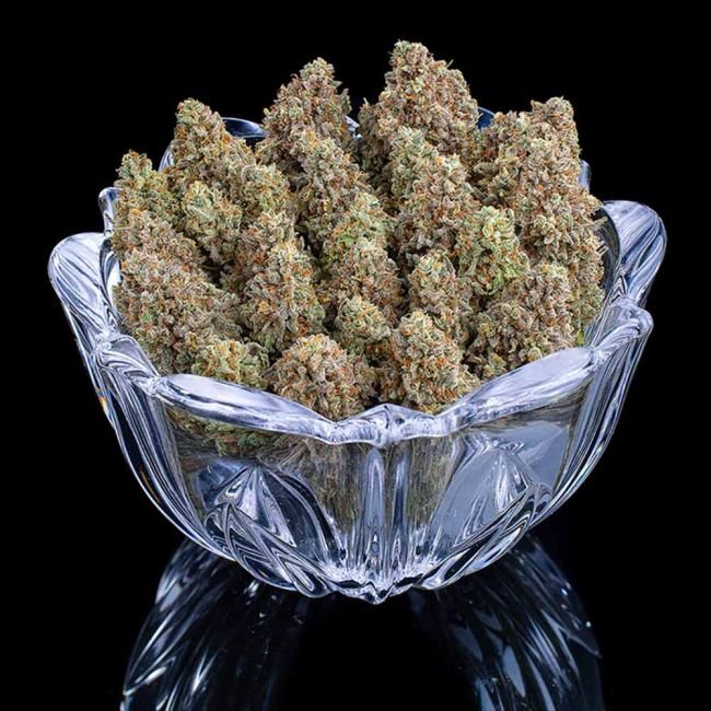 Brothers Grimm Seeds Space Queen feminisiert – 3 Samen – Bild 3