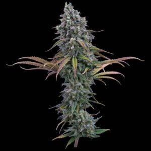 Brothers Grimm Seeds Space Queen feminisiert – 3 Samen
