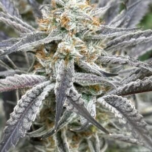 Lovin‘ In Her Eyes Strawberry Cadillac feminisiert – 5 Samen