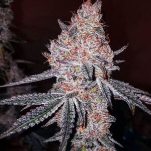 Ethos Genetics Strawberry Cookies OG R1 feminisiert – 5 Samen