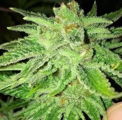 The Cali Connection Strawberry OG feminisiert – 6 Samen