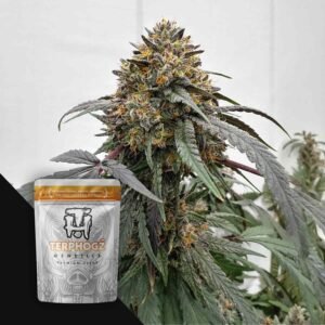 Terphogz Banana Zruntz – 10 Samen