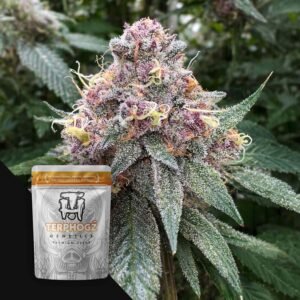Terphogz Blooberry Z – 10 Samen