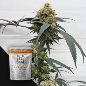 Terphogz HOG Passion – 10 Samen