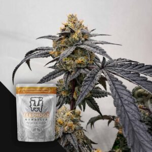 Terphogz Pineapple Zowah – 10 Samen
