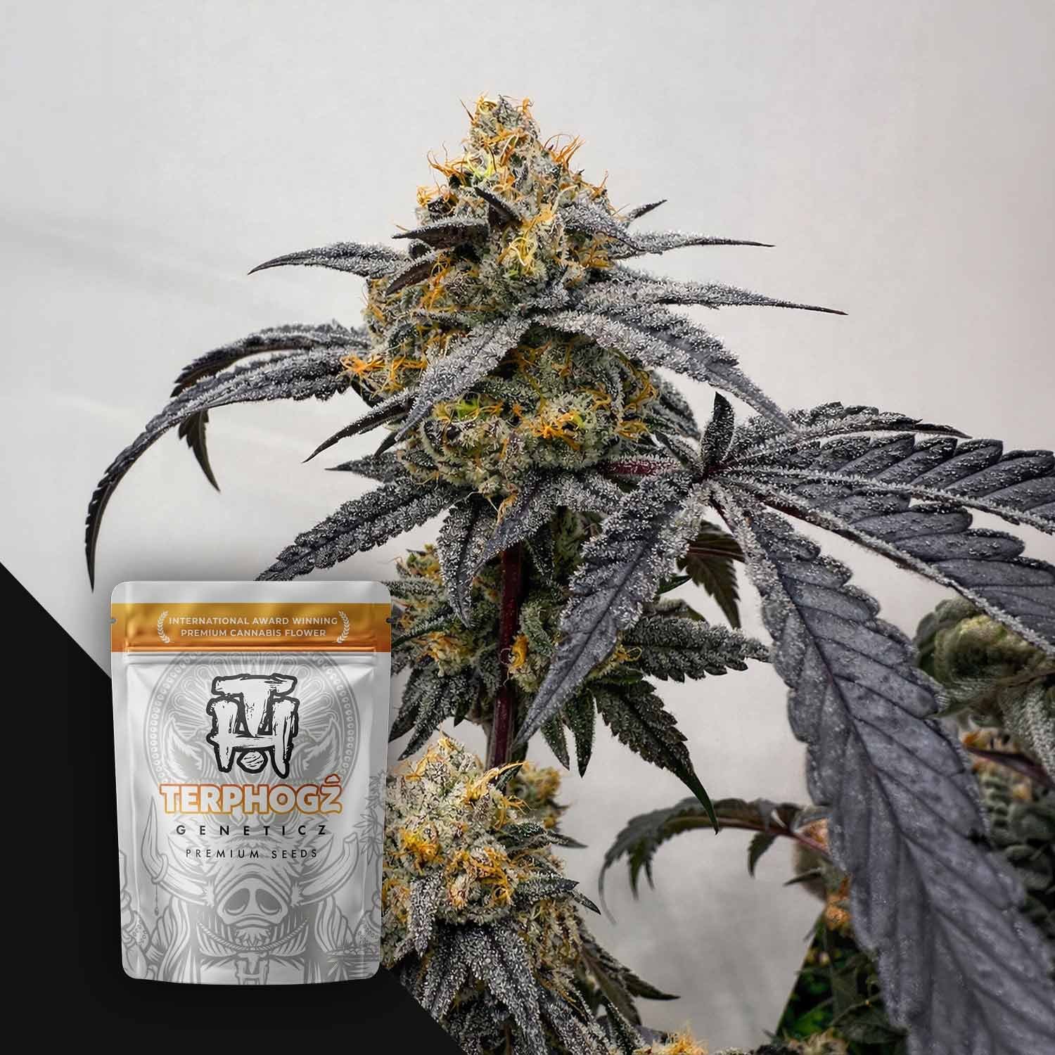 Terphogz Pineapple Zowah - 10 Samen
