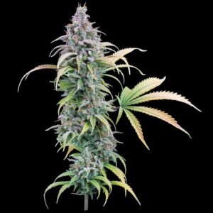 Brothers Grimm Seeds Thai Herer 99 feminisiert – 3 Samen