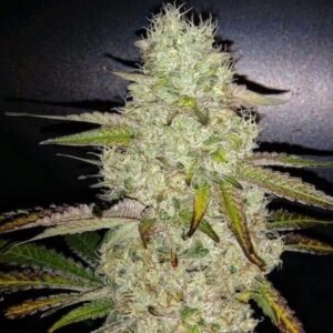 Ethos Genetics Toasted R1 feminisiert – 5 Samen