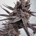 Solfire Gardens Trap God feminisiert – 6 Samen
