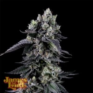 James Loud Genetics Triangle Lemon Cherry feminisiert – 3 Samen