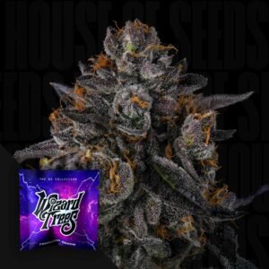 Wizard Trees Tax Bracket – 3er Packung