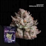 Wizard Trees Voodoo - 3er Packung