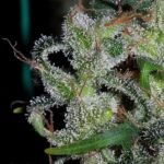 Ace Seeds Zamaldelica feminisiert