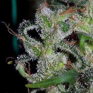 Ace Seeds Zamaldelica feminisiert
