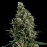 Ethos Genetics Zweet Inzanity RBX feminisiert – 5 Samen