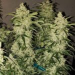 Ethos Genetics Zweet RBX2 Auto feminisiert – 6 Samen