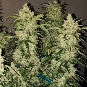 Ethos Genetics Zweet RBX2 Auto feminisiert – 6 Samen