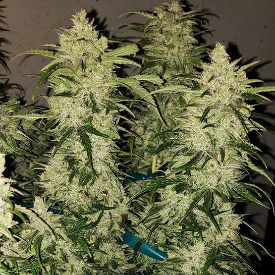 Ethos Genetics Zweet RBX2 Auto feminisiert – 6 Samen