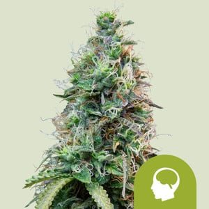 RQS Amnesia Haze Auto
