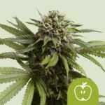 RQS Apple Fritter Auto