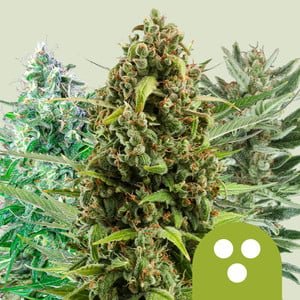 RQS Autoflowering Mix