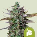 RQS Blue Cheese Auto