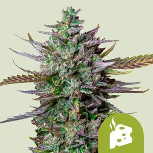 RQS Blue Cheese Auto