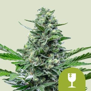RQS Royal Critical Auto