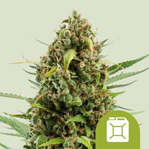 RQS Diesel Auto