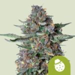 RQS Do-Si-Dos Auto