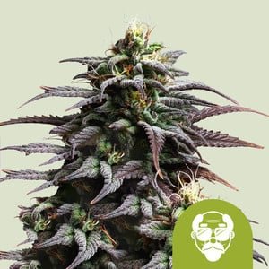 RQS Granddaddy Purple Auto