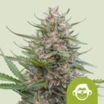 RQS Grape Ape Auto