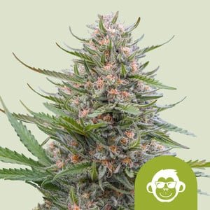 RQS Grape Ape Auto