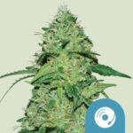 RQS Joanne's CBD