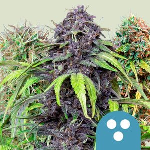 RQS CBD Mix