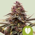 RQS Pink Mist Auto