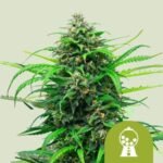RQS Pink Runtz Auto