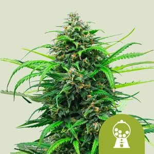 RQS Pink Runtz Auto