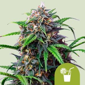 RQS Purple Lemonade Auto