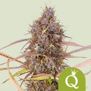 RQS Purple Queen Auto