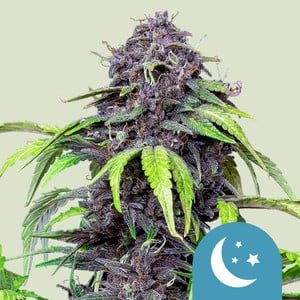 RQS Purplematic CBD