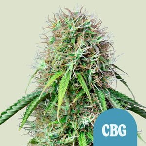 RQS Royal CBG Automatic