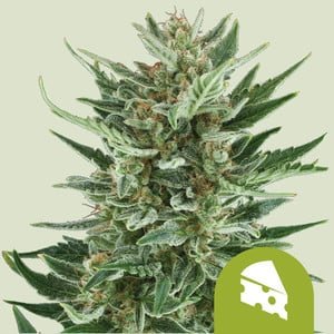 RQS Royal Cheese Auto