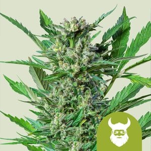 RQS Royal Dwarf