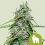 RQS Royal Gorilla Auto