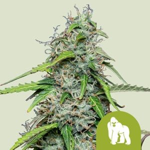 RQS Royal Gorilla Auto