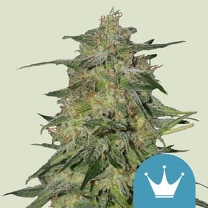 RQS Royal Highness