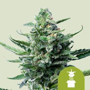RQS Royal Jack Auto