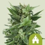 RQS Royal Kush Auto