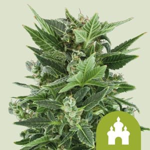 RQS Royal Kush Auto
